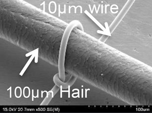 Our 10um conductor with human hair (100um)